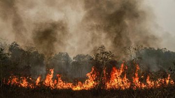 Kebakaran Hutan: Ancaman Besar Terhadap Target Iklim 2030 Indonesia