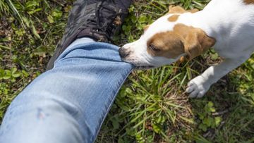 Batas Waktu Suntik Rabies: Mengapa Harus Segera Setelah Digigit Anjing?