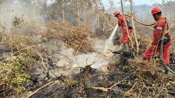 Di Balik Karhutla Tanjung Puting: Alarm Kritis Benteng Terakhir Orangutan
