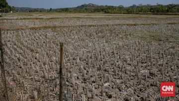El Nino 2026: 1.637 Titik di Indonesia Tanpa Hujan, Musim Kemarau Lebih Panjang