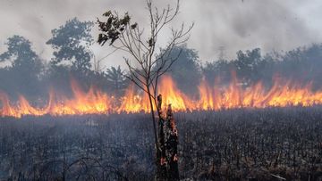 Status Berbahaya: Karhutla Picu PM2.5 Melonjak di Tiga Daerah Kalbar
