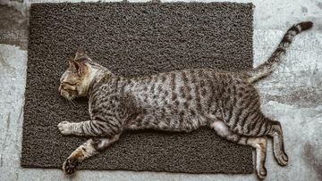 6 Tanda Kucing Mau Melahirkan: Analisis Ahli Kesehatan Hewan
