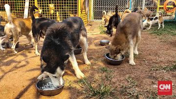 10 Ciri Anjing Cacingan: Gejala Awal yang Sering Diabaikan Pemula
