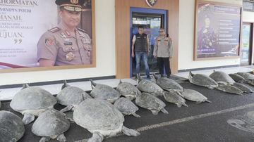 Polda Bali Gagalkan Penyelundupan 22 Penyu Hijau: Konservasi Lebih Tegas
