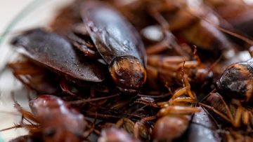 Infestasi Kecoak Terburuk 38 Tahun Serbu Rumah di Wales