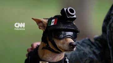 Chihuahua Resmi Bergabung Garda Nasional Meksiko dalam Rompi Taktis