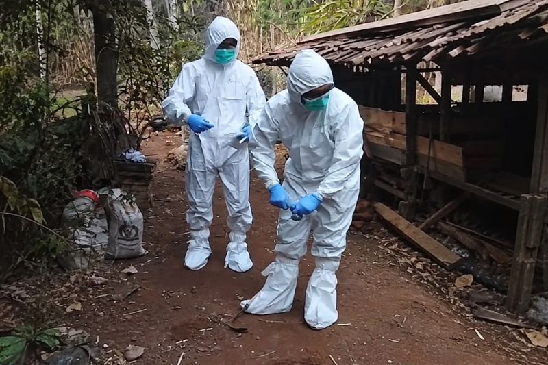 Antraks di Gunungkidul: Kementan Resmi Perketat Lalu Lintas Ternak
