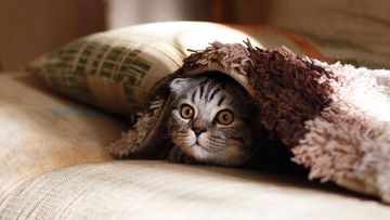 Kucing dan Hewan Lainnya Bisa Deteksi Gempa? Fakta Ilmiah Terungkap