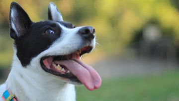 Mengungkap Tradisi China: Kenapa Orang Tua Memanggil Anak 'Anjing'?