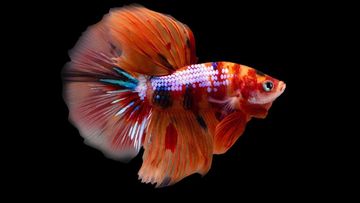 Ciri Unik Ikan Cupang Jantan: Bukan Cuma Sirip Panjang, Cek 4 Indikator Ini