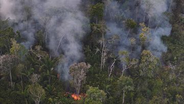 Amazon Mencapai Rekor Terendah Deforestasi: Dampak & Peluang Restorasi