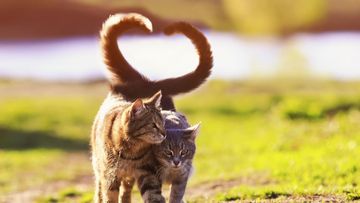 7 Ciri Kucing Berahi: Tanda Bahaya dan Tips Pencegahan