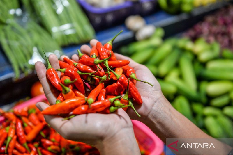 Misteri Lonjakan Harga Cabai: Analisis Mendalam Dampak Turunnya Produksi