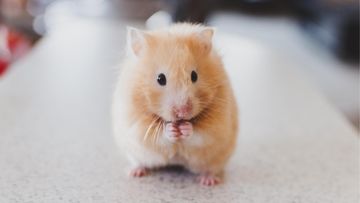 Makanan Hamster Terbaik: Panduan Lengkap Pakan Sehat 2026