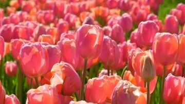 Di Balik Tulip Patagonia: Aset Ekonomi yang Tersembunyi