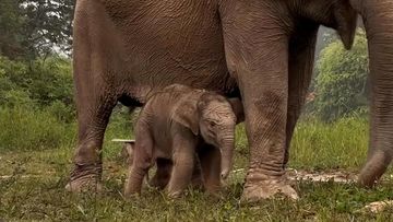 Gajah Sumatra Lisa Melahirkan Bayi Jantan di TN Tesso Nilo