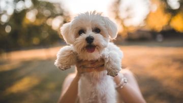 7 Anjing Kecil Paling Cocok Dipeelihara di Apartemen Sempit