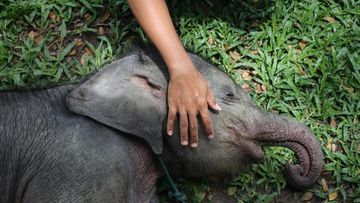 Gajah Sumatra Mati Misterius di Jambi, BKSDA Ungkap Temuan Zat Asing